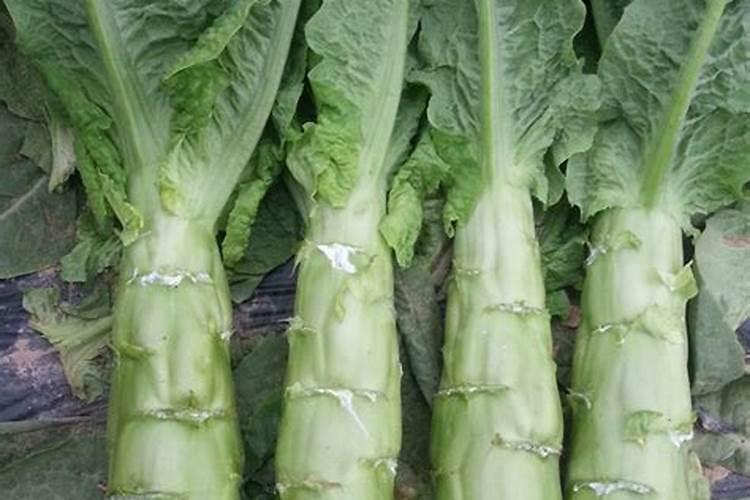 莴笋用什么肥料最好