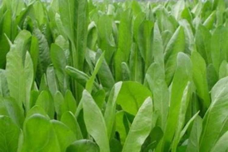 莴笋施什么肥长得粗壮