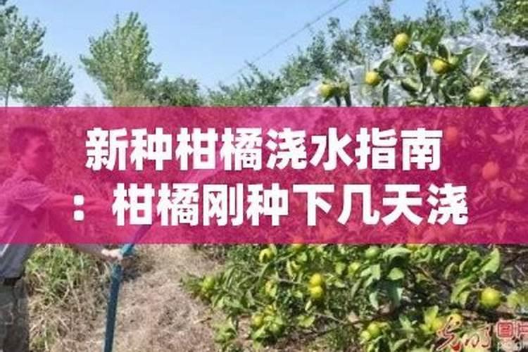 绿豆苗可以吃吗