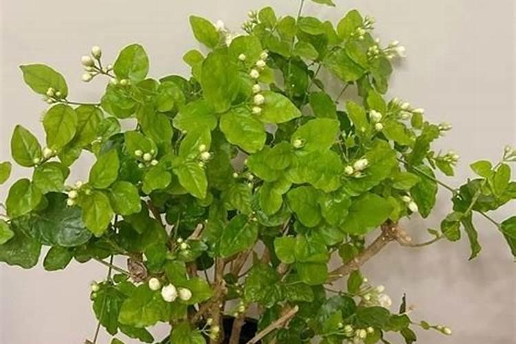 5种植物最喜欢太阳,越晒越爆盆!