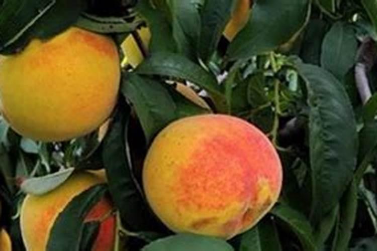 黄桃树什么时候施肥最好