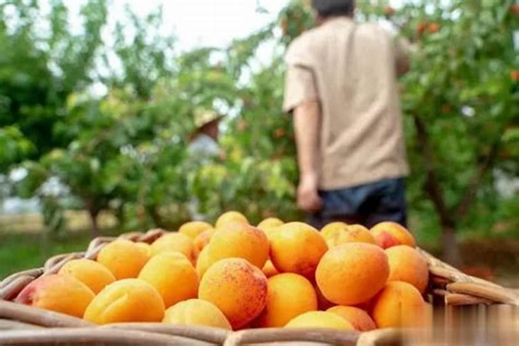 黄桃树什么时候施肥