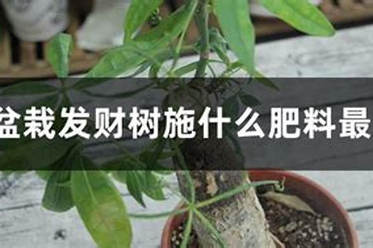发财树浇什么肥料可枝叶旺盛