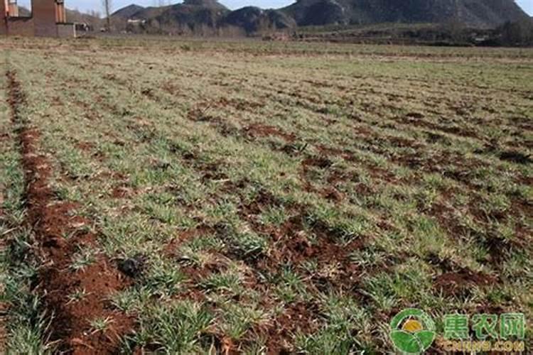 尿素肥效期能有多久,尿胺和尿素哪个肥效长？