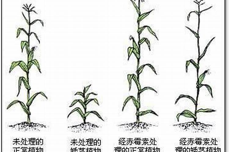 玉米喷叶面肥有用吗