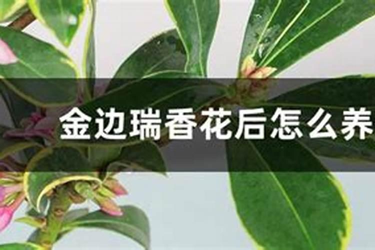 延长金边瑞香花期的方法