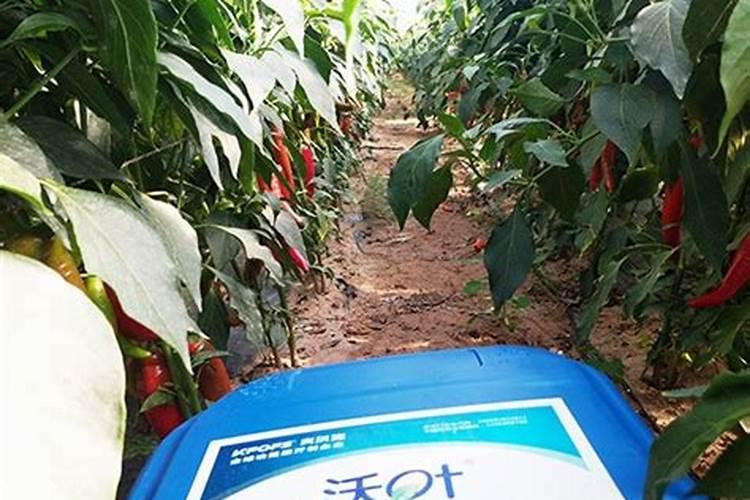 青椒种植叶面肥很关键,该怎么施肥？