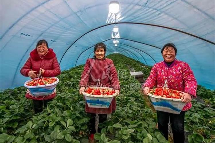 种植草莓缺钙怎么补天然钙