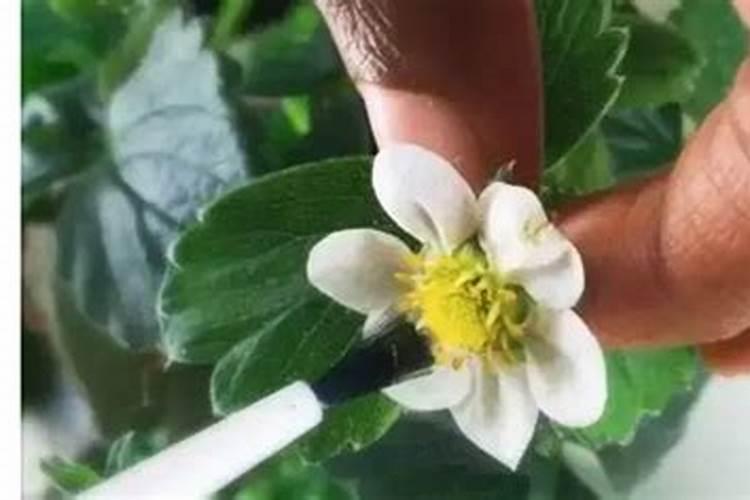 樱桃树苗授粉的注意事项