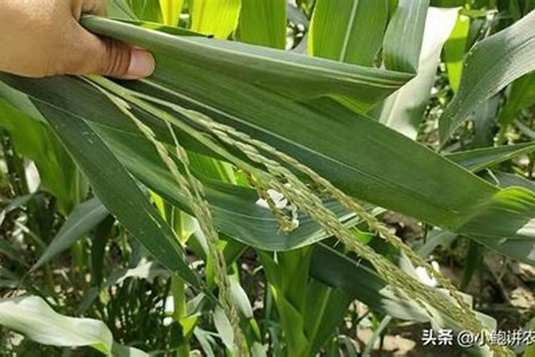 冬瓜结瓜期管理要点,冬瓜怎么肥水管理