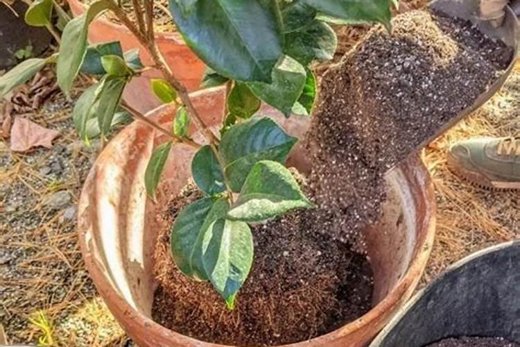 茶花换盆一个多月了,叶片为什么还下垂并且带有斑点？