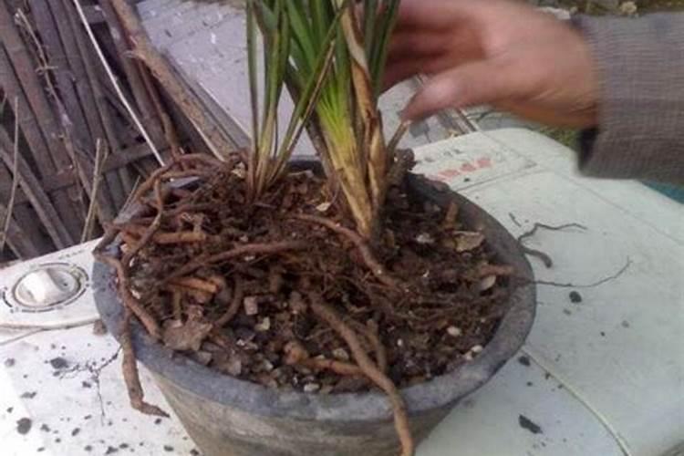 买花时送的生根粉、花肥是真的假的？能不能用？