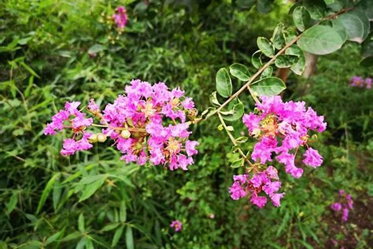 红枣对抗高温使用什么肥料