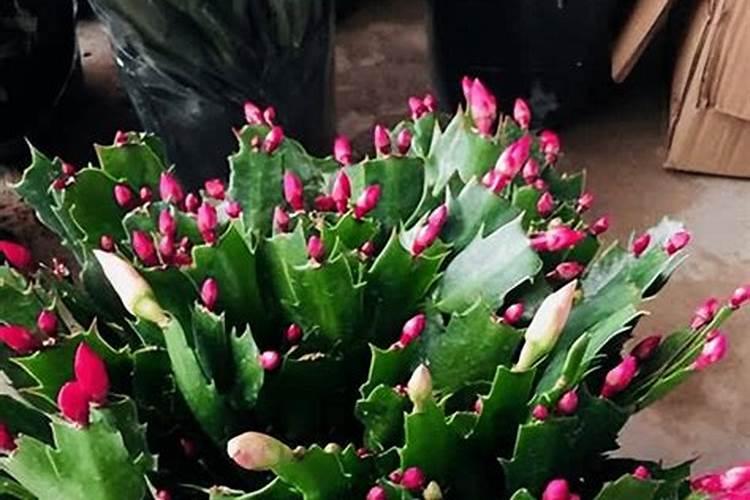 蟹爪兰夏季怎么养护