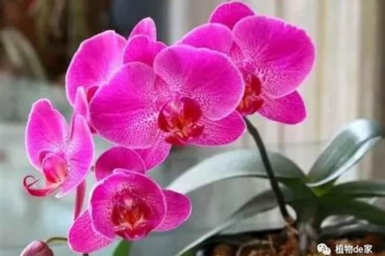 蝴蝶兰施肥过量怎么办