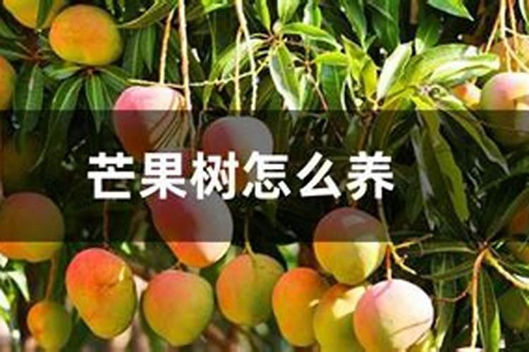 芒果树结果的时候能浇化肥吗