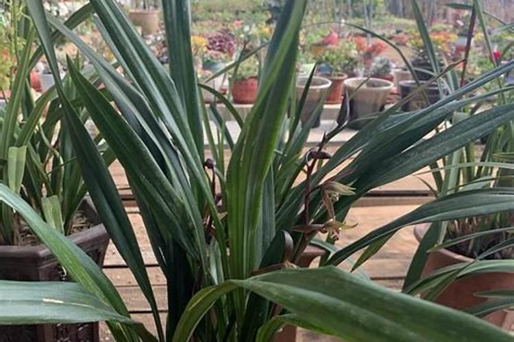 兰花春天怎么养