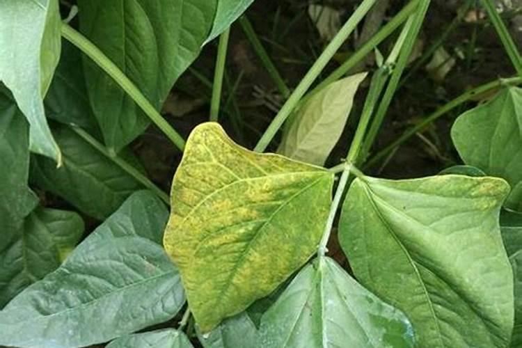 豆角小苗发黄打什么叶面肥？