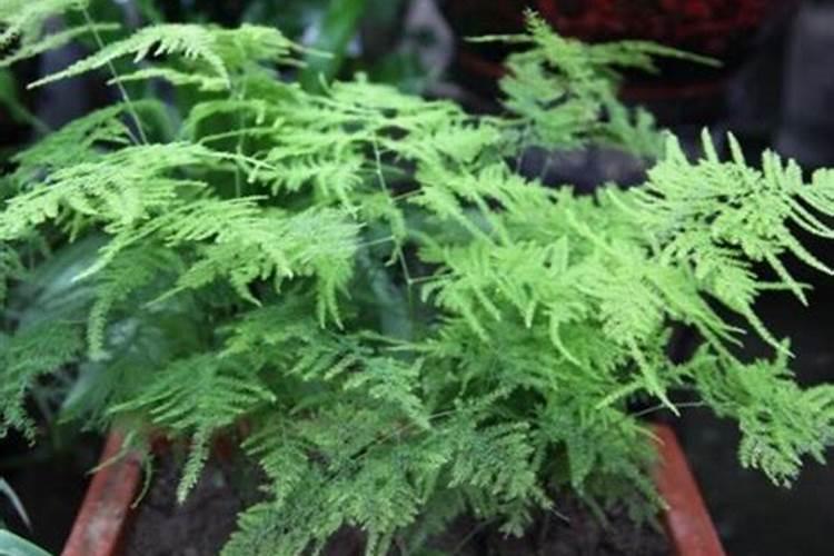 红瓜子是什么瓜种出来的 红瓜子的种植与管理介绍