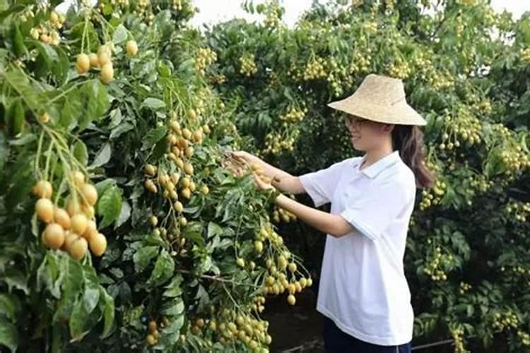 黄皮果树施肥要科学,该怎么施肥效果好？