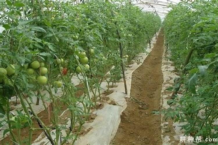 番茄什么时候冲钙肥好 注意事项有哪些