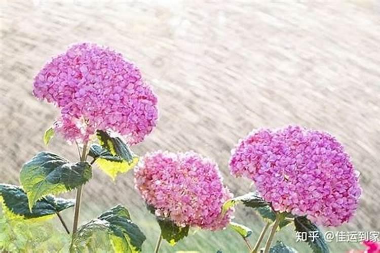 水溶肥果树灌根正确方法