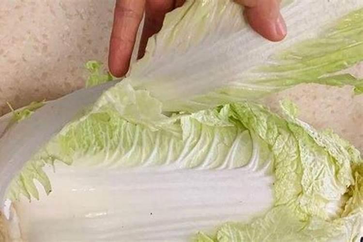 小白菜浇水多了会死吗？