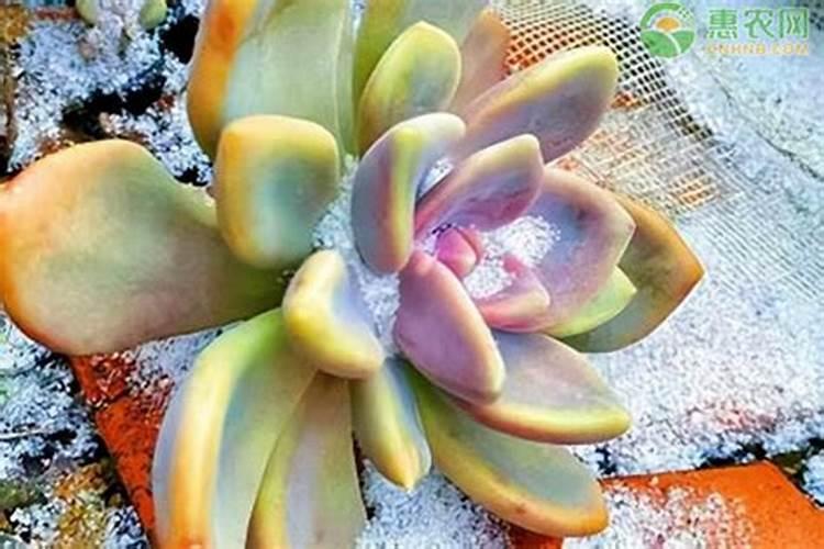 芸苔素使用技巧