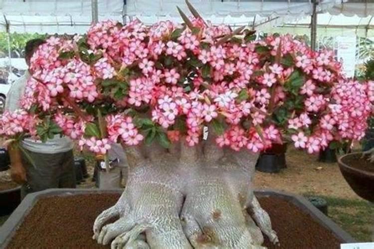 沙漠玫瑰有花苞后如何养护品质更高