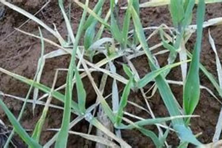 小麦氮肥过多怎么刅有没有办法补救