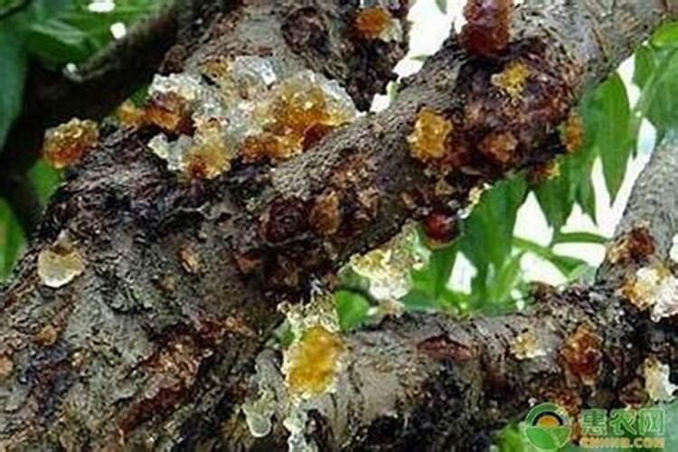 桃树对养分的需求有哪些？桃子膨果期用什么肥好？