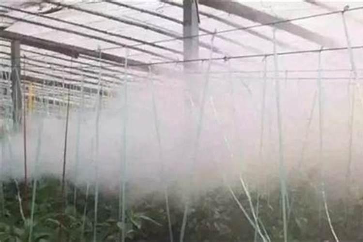 大棚甜瓜苗被烟熏叶子卷起来了怎么办