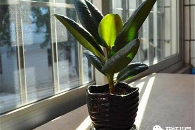 把一斤啤酒、一斤红糖、30克尿素放在一块,能产生怎样的作用？