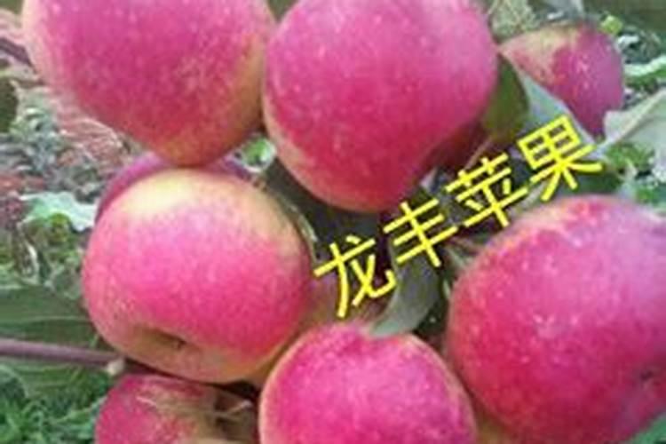 果树专用肥有哪几种