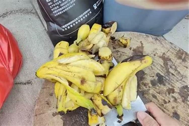 香蕉打什么药材保得住叶子呢