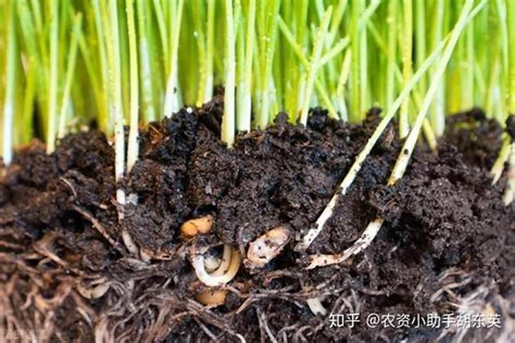 玉米几叶时可以用芸苔素