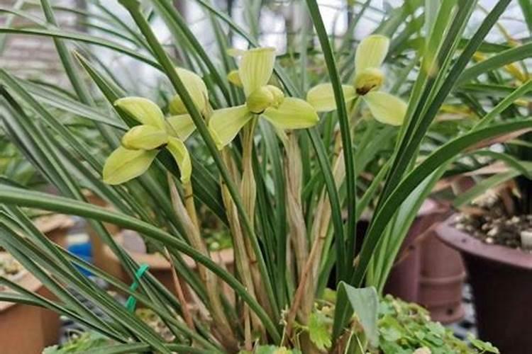 北方绿化四季养护方案？