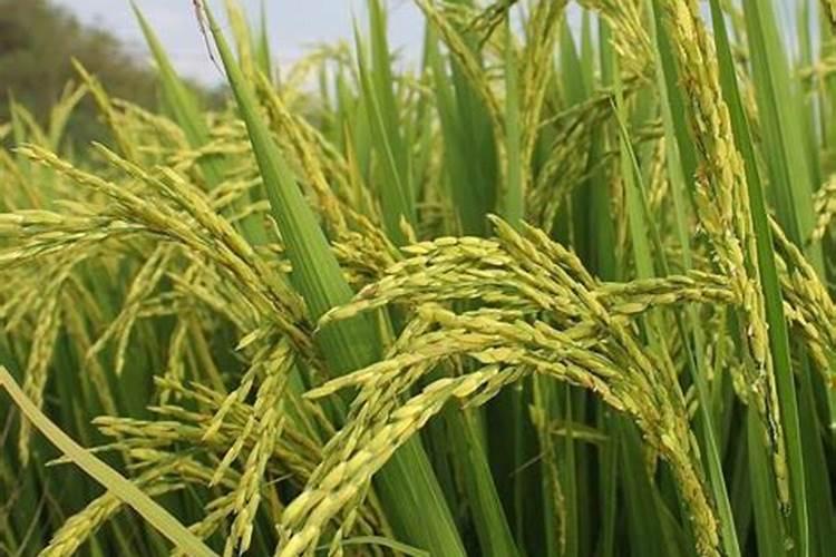 水稻硼肥的作用及使用方法