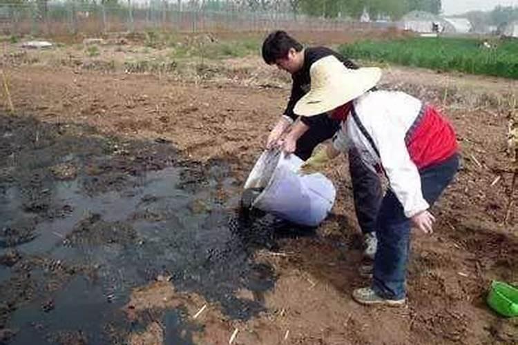 怎样利用沼渣、沼液种植梨树？