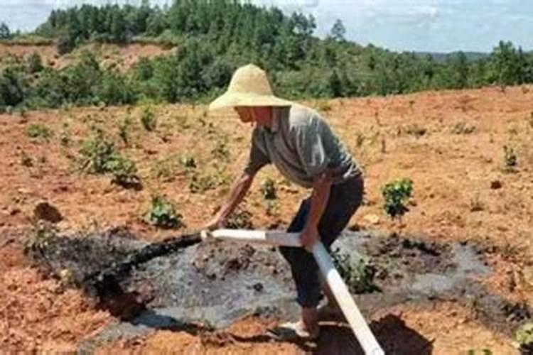 七八月份能否给苹果树灌沼液？