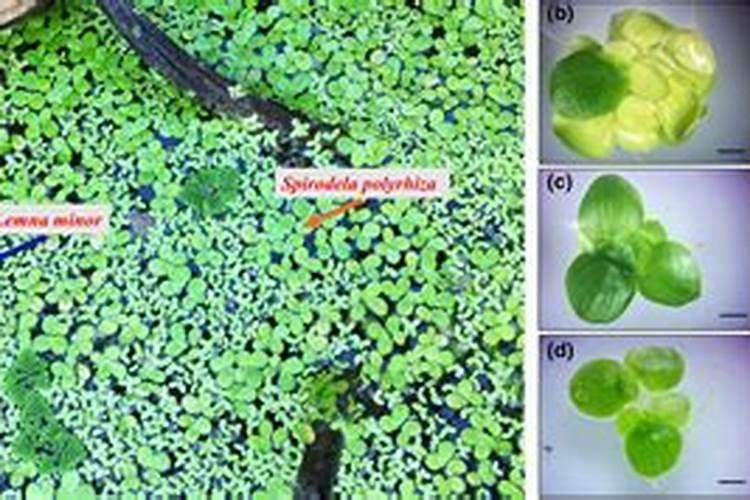 鱼吃了浮萍有营养吗