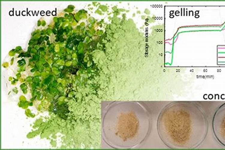 金鱼可以一直吃浮萍吗？