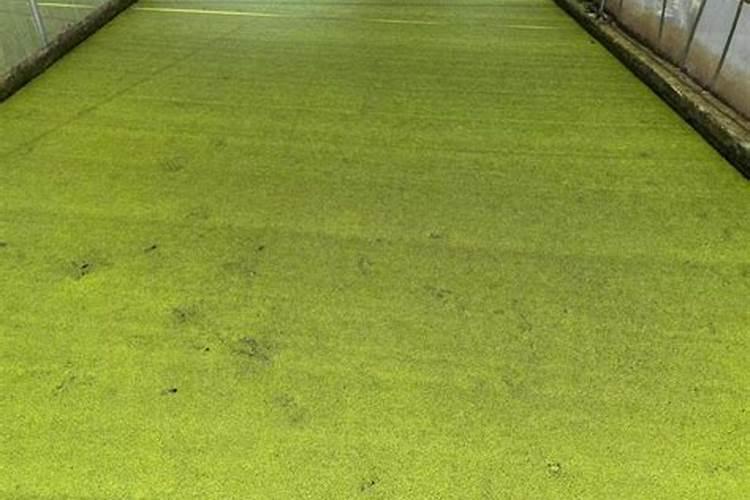 一斤鱼的养成需要消耗几斤浮萍？