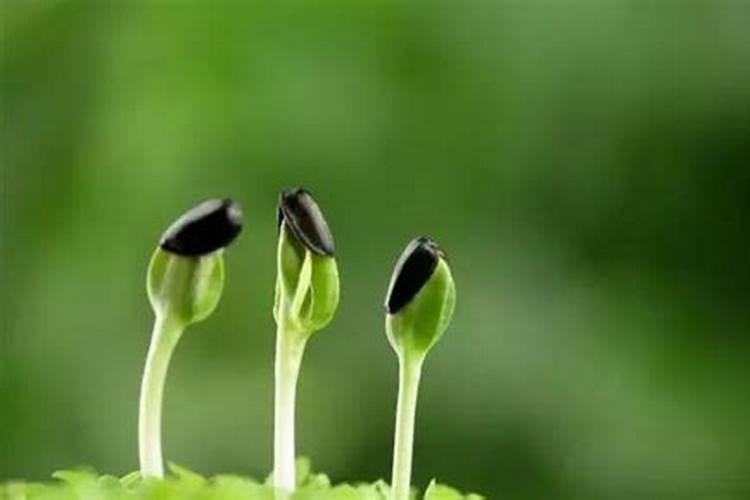 黑麦草可以拌磷肥种吗