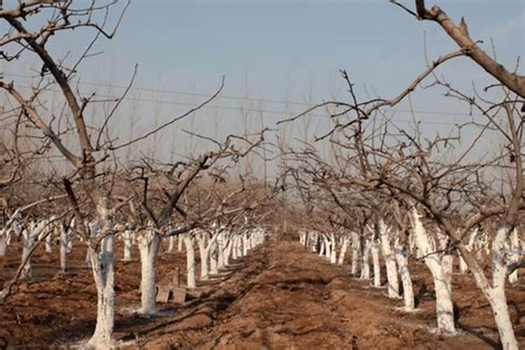 橘子树在北方施什么肥