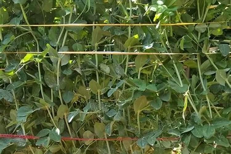 今年湖北省重点推广的中谷品种有哪些