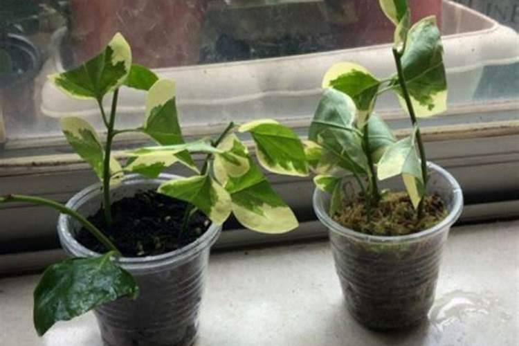 三角梅喂什么肥长得好