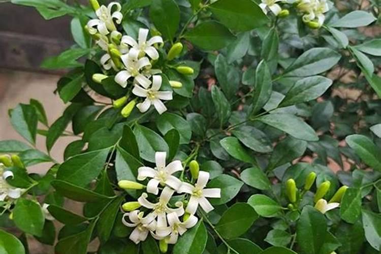 九里香用什么肥料