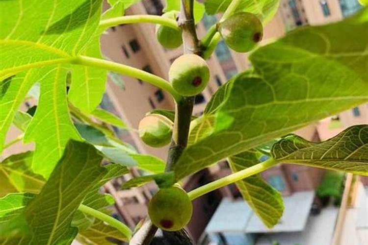 无花果树专用肥料配方比例是多少？