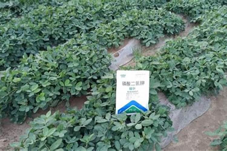 十斤花生枯发水肥能用多久